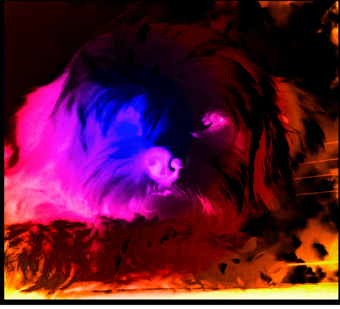 Cherry the Dog — 2022